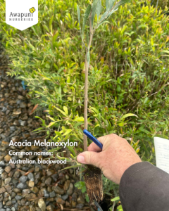 Acacia Melanoxylon - 100 Plants